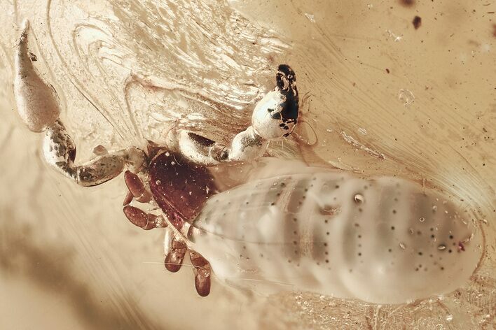 Giant, Detailed Fossil Pseudoscorpion in Baltic Amber #362678